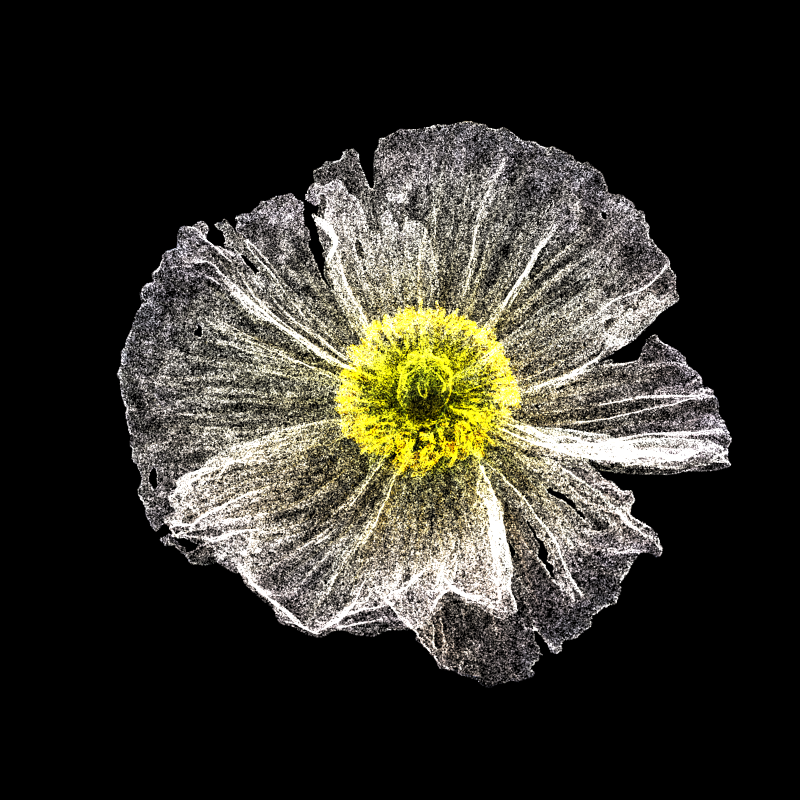 White Poppy 30 #142