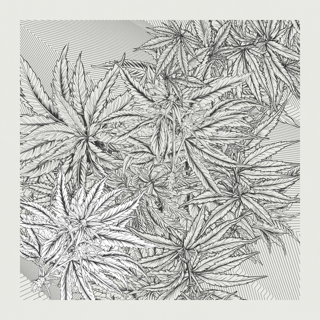 zancannabis #316