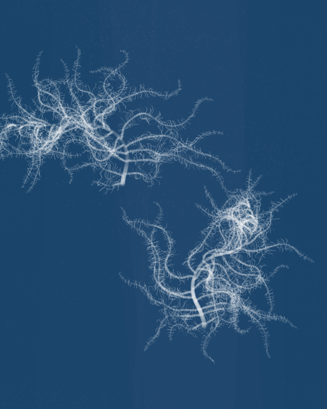 Cyanotypes #259