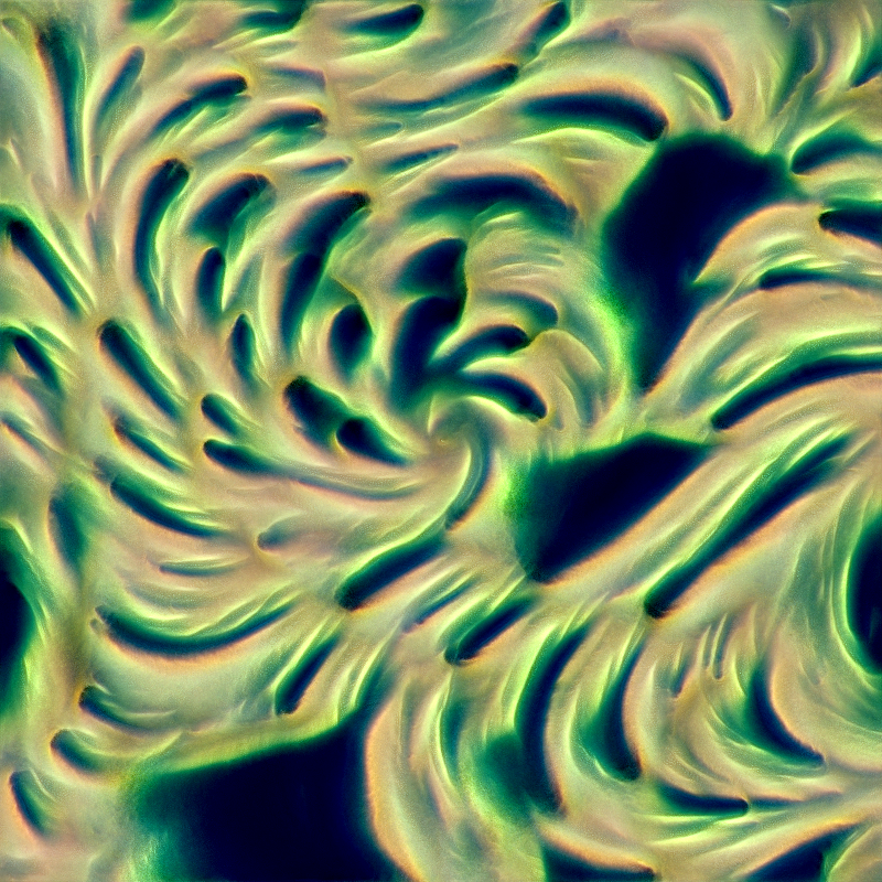 Genomes #1062