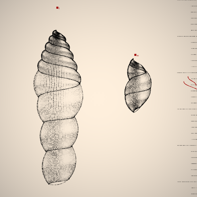 Two Specimen #363