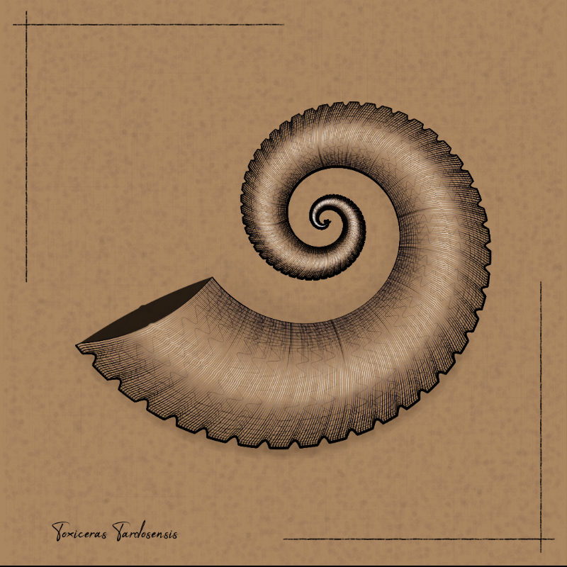 Ammonites #76