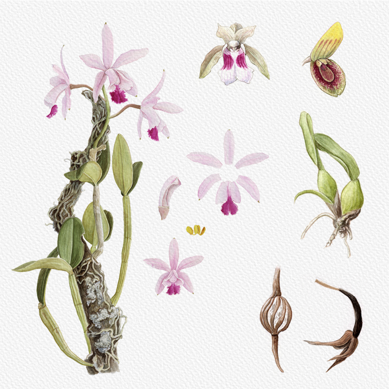 Botanical Illustration - Orchids 1 #23