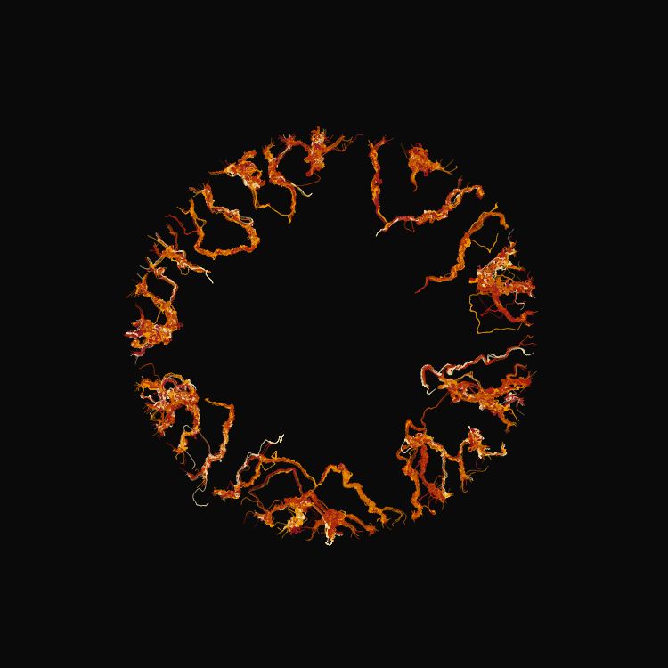 Ginseng #4