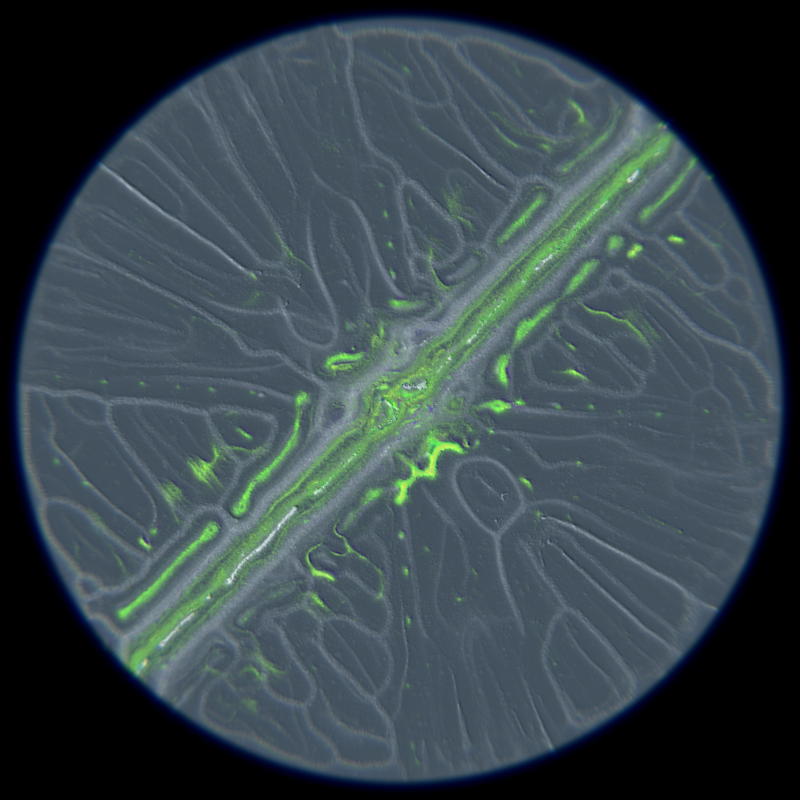 Ethereal Microcosm #79