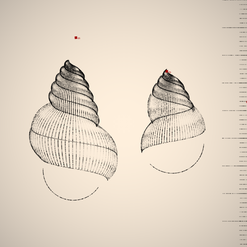 Two Specimen #377