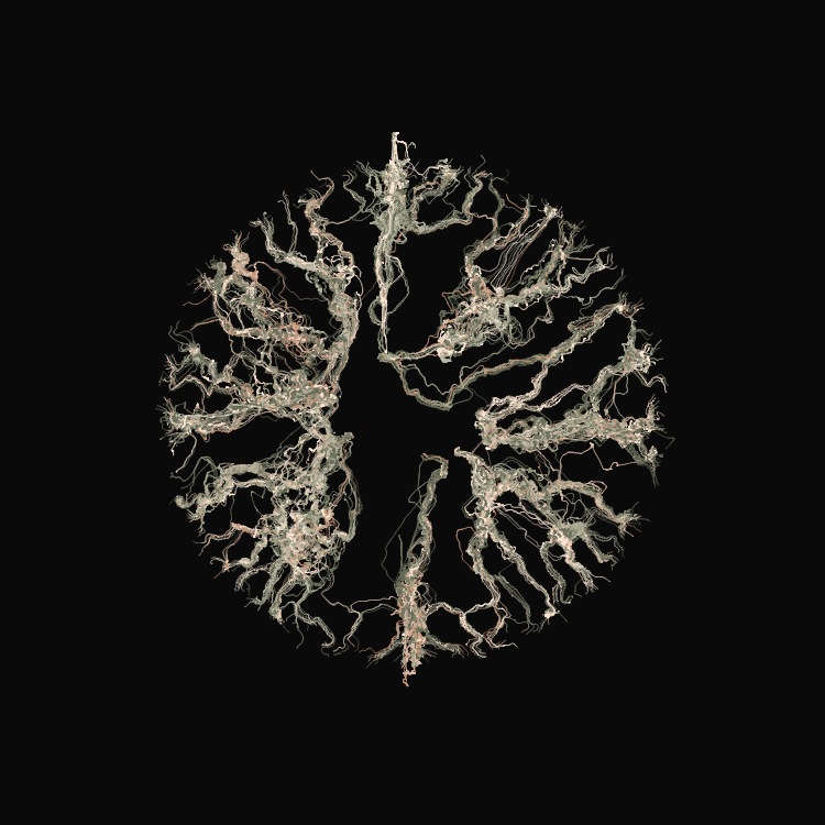Ginseng #85