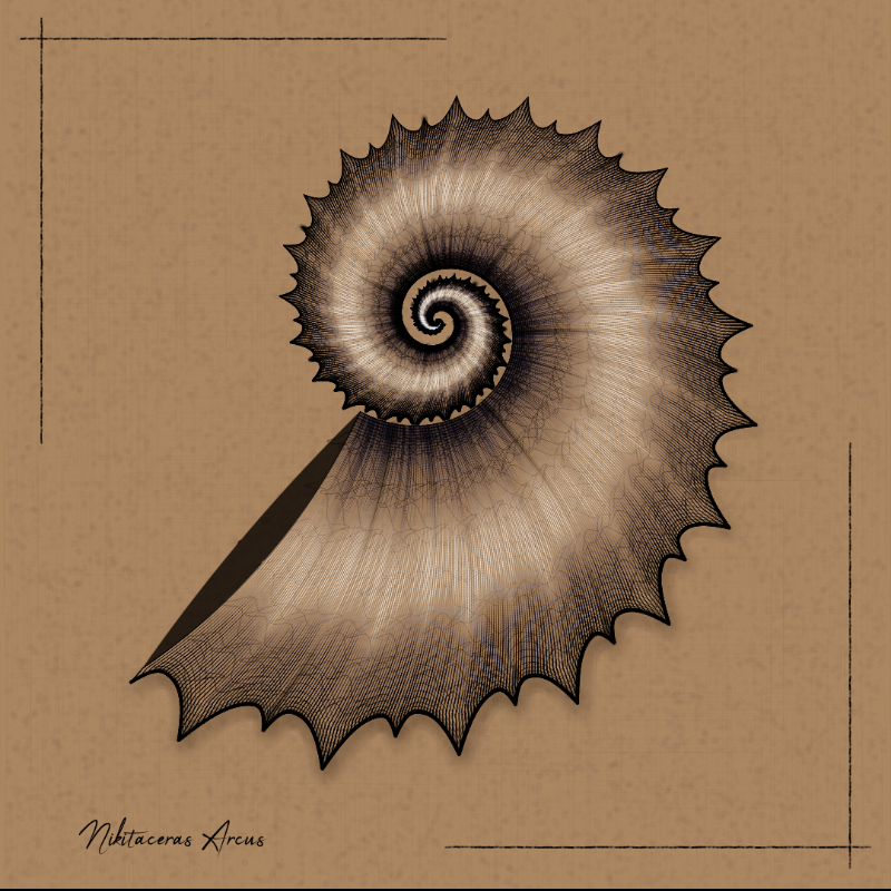 Ammonites #11