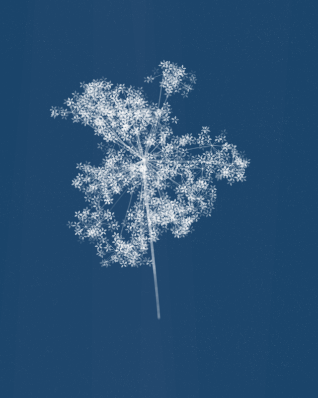 Cyanotypes #118