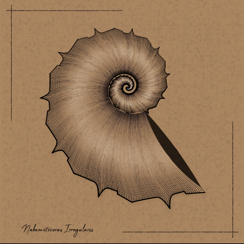 Ammonites #51