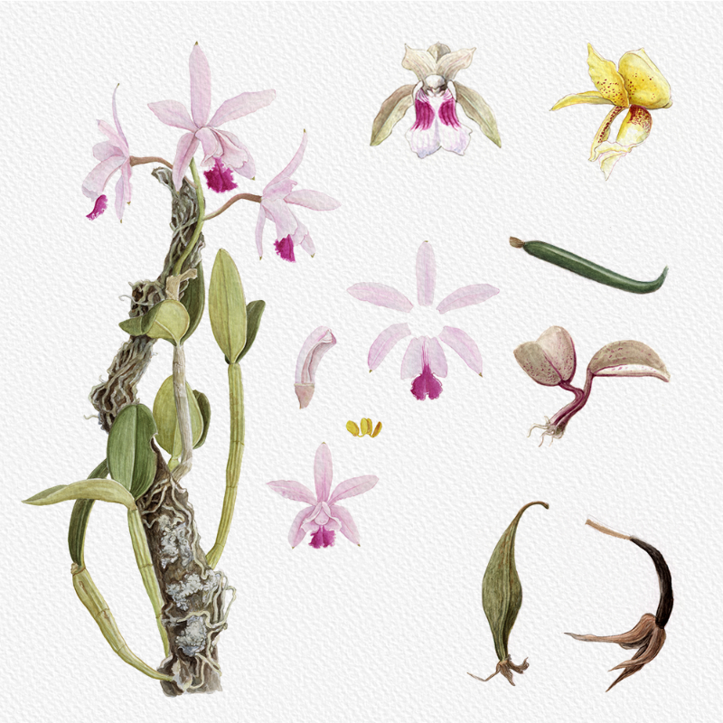 Botanical Illustration - Orchids 1 #9