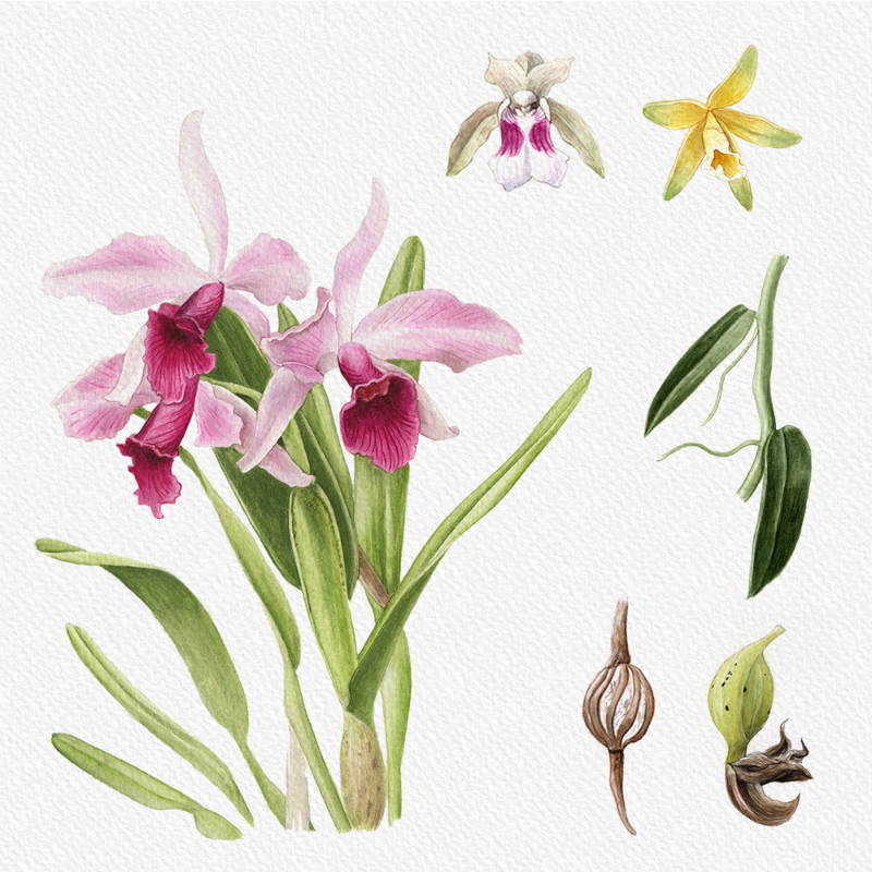 Botanical Illustration - Orchids 1 #16