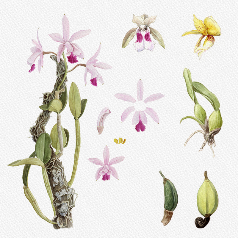 Botanical Illustration - Orchids 1 #73