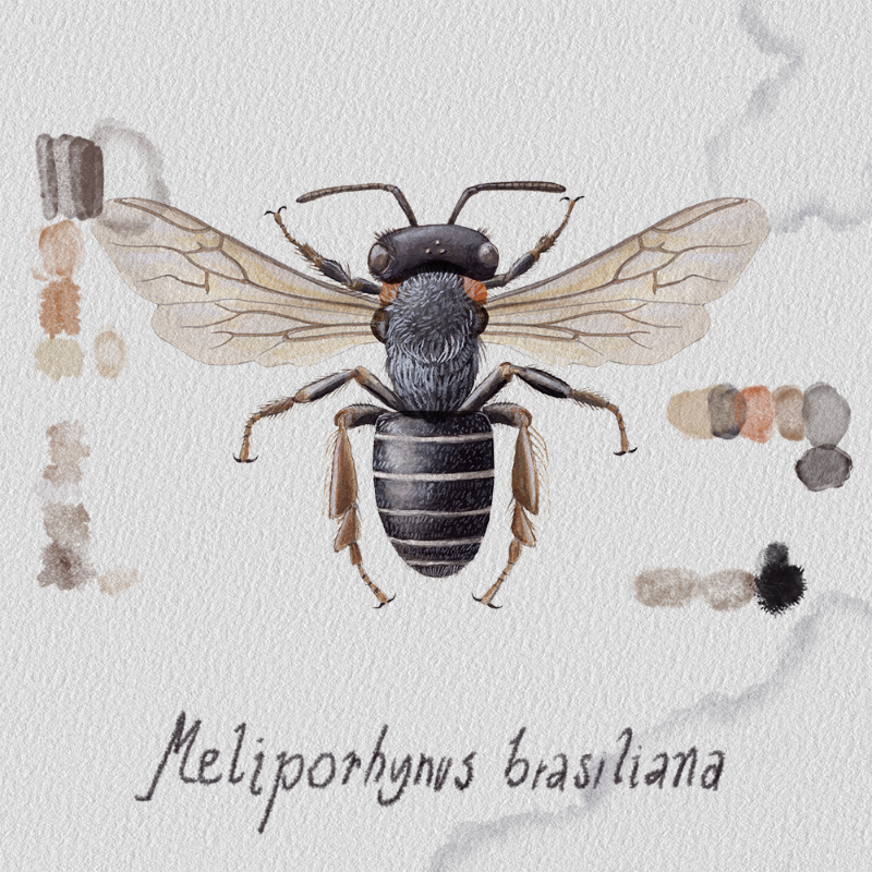 Randomic Brazilian Bees  #33