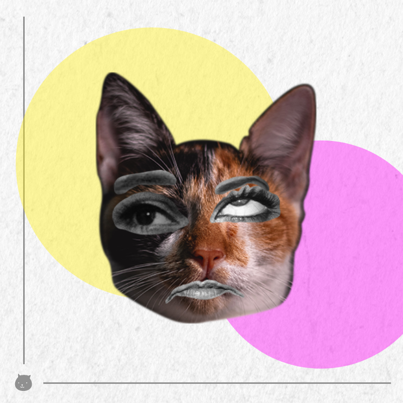 Kittenstein #72