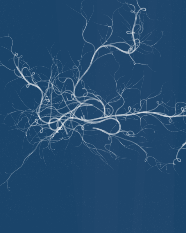 Cyanotypes #219
