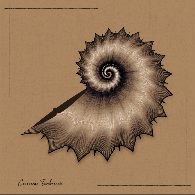 Ammonites #71