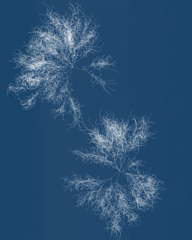 Cyanotypes #190