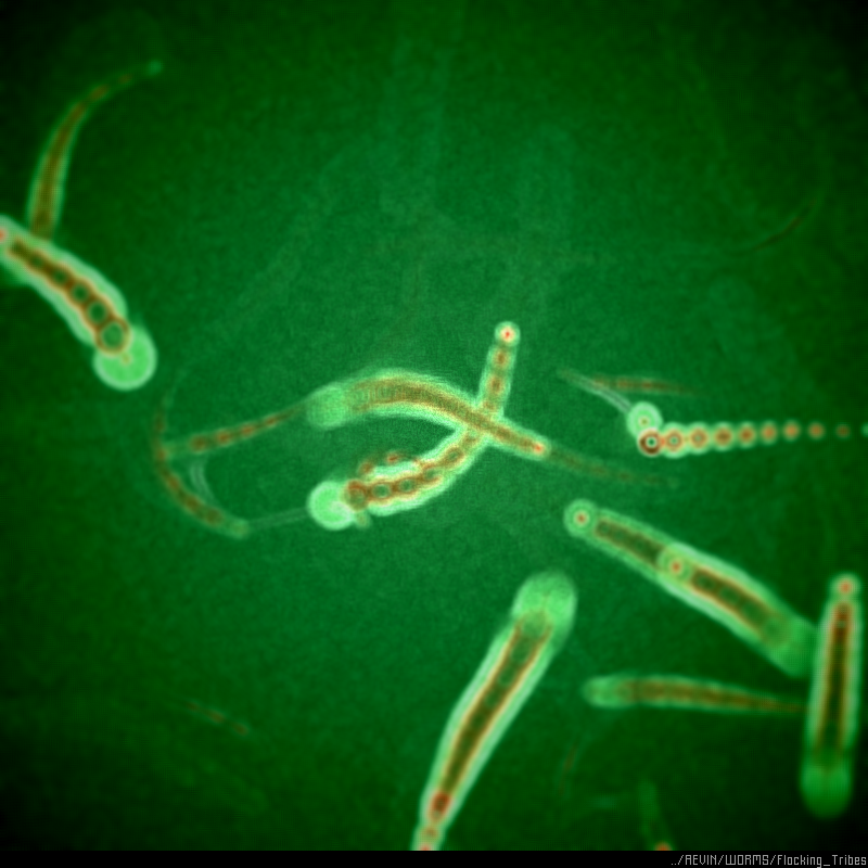 WORMS / Flocking Tribes #71