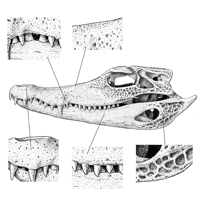 Paleosuchus trigonatus (skull) #2