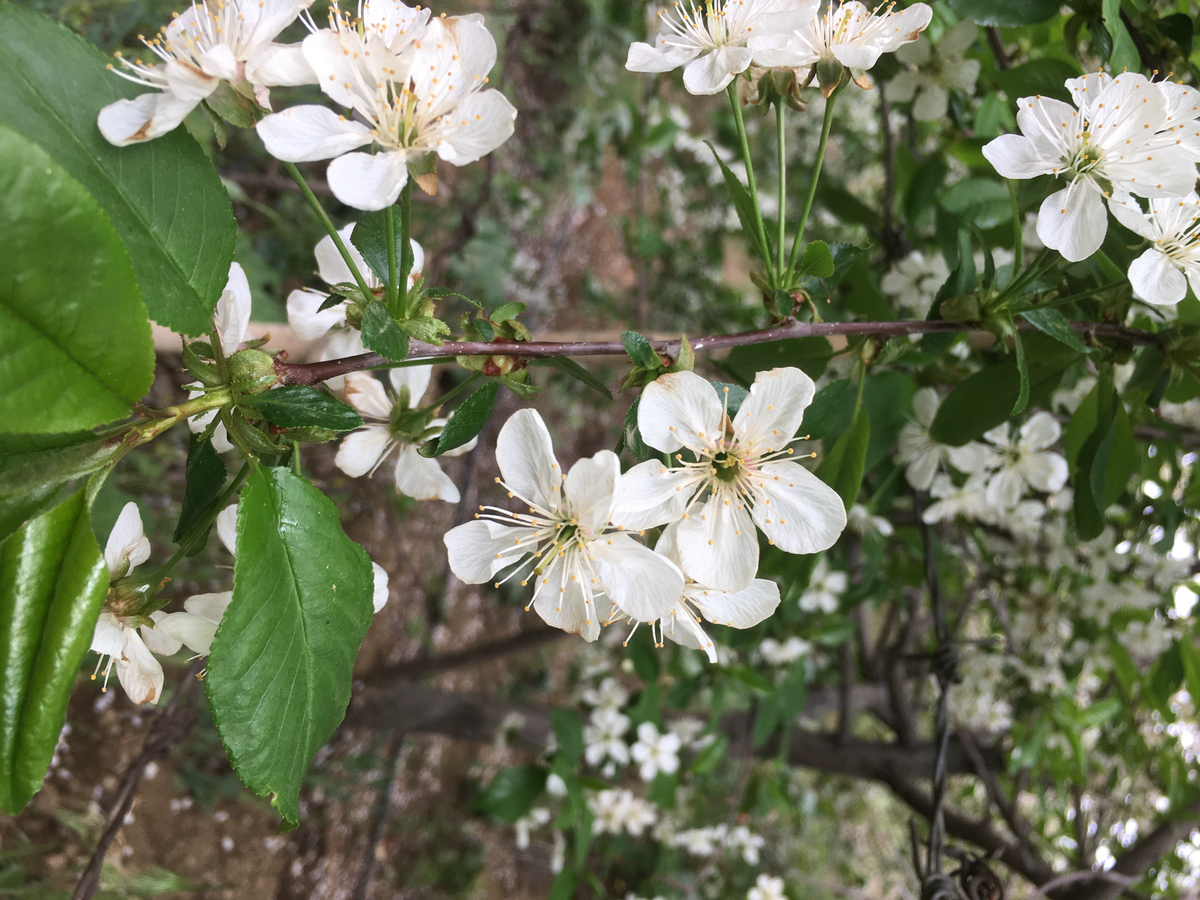 White cherry blossom