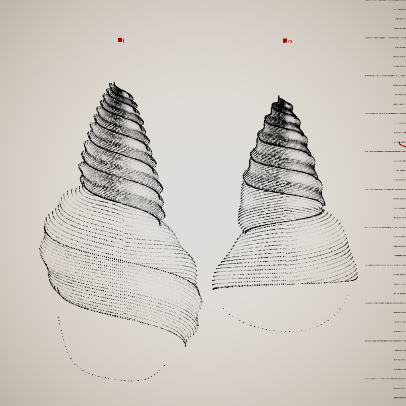 Two Specimen #187