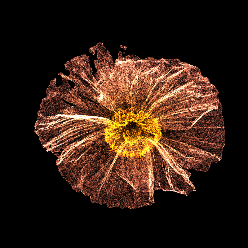 White Poppy 30 #141