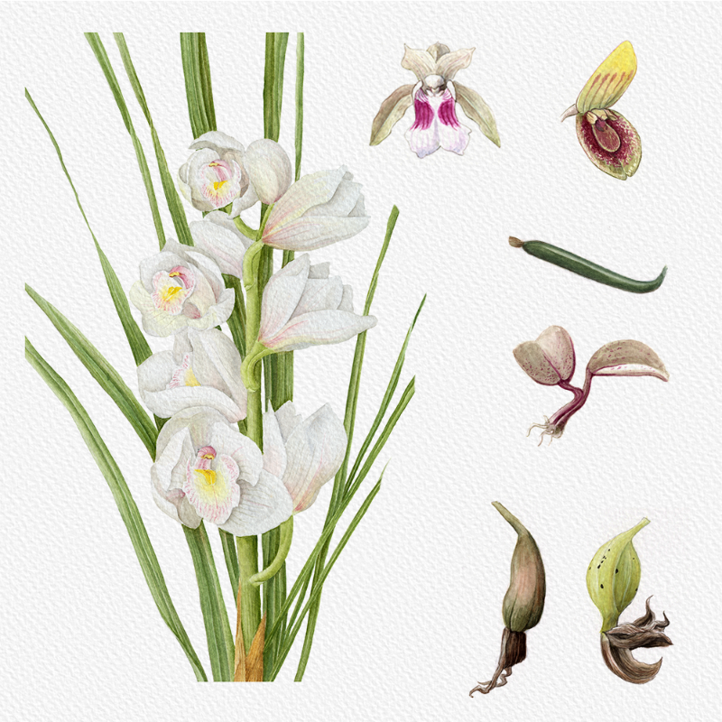 Botanical Illustration - Orchids 1 #43