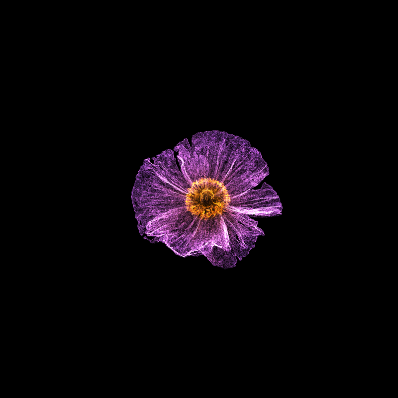 White Poppy 30 #249