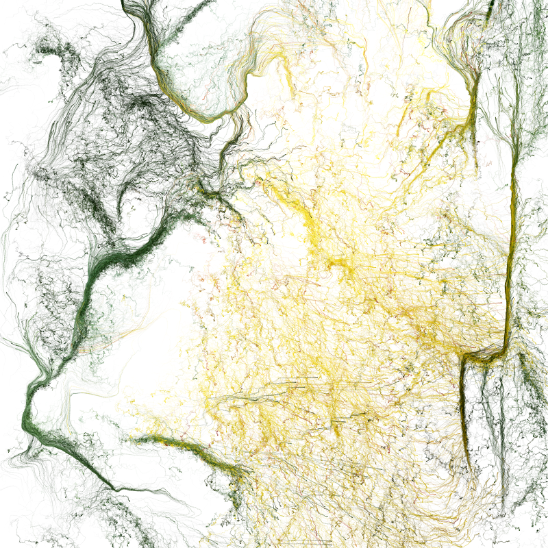 Hypericum #176