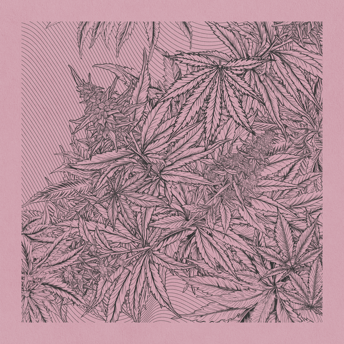 zancannabis #308
