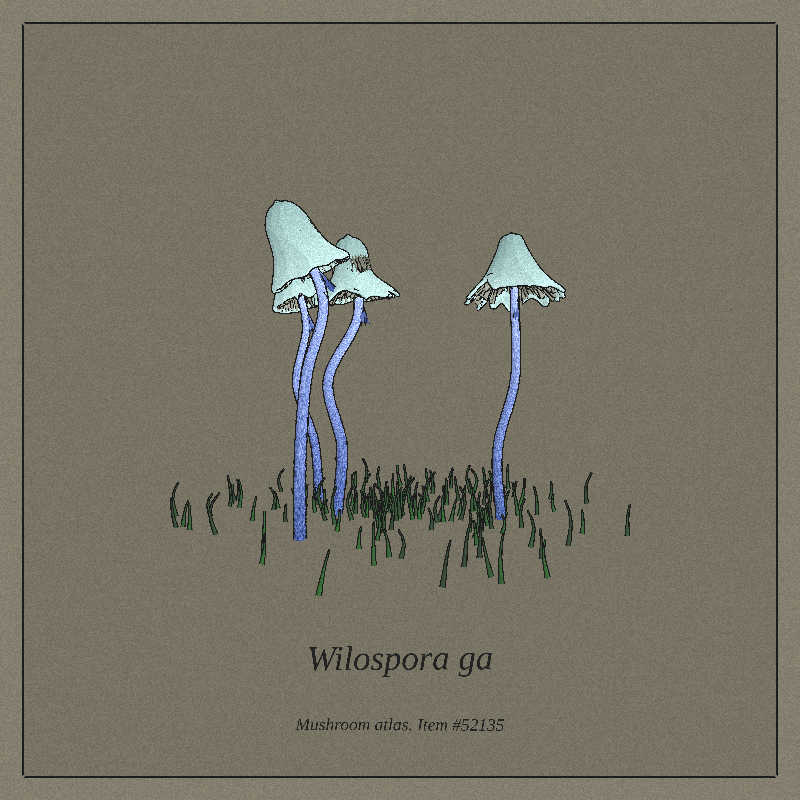 Mushroom Atlas #18