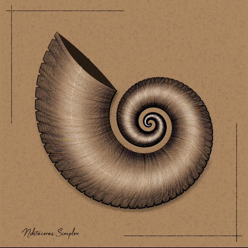 Ammonites #25