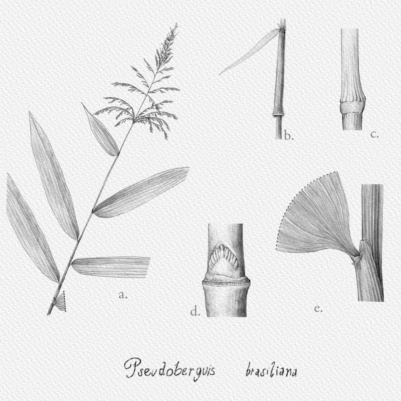 Botanical Illustration - Bambusoideae 1 #3