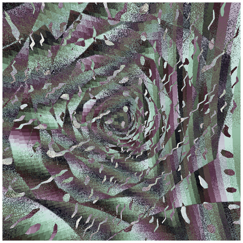 rosette #232