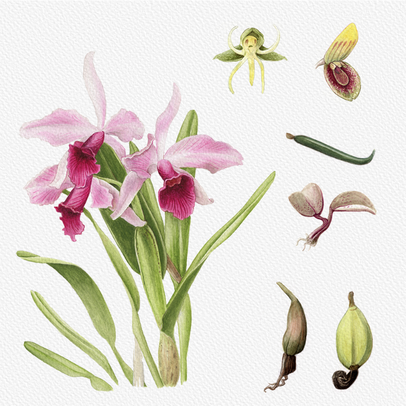 Botanical Illustration - Orchids 1 #13