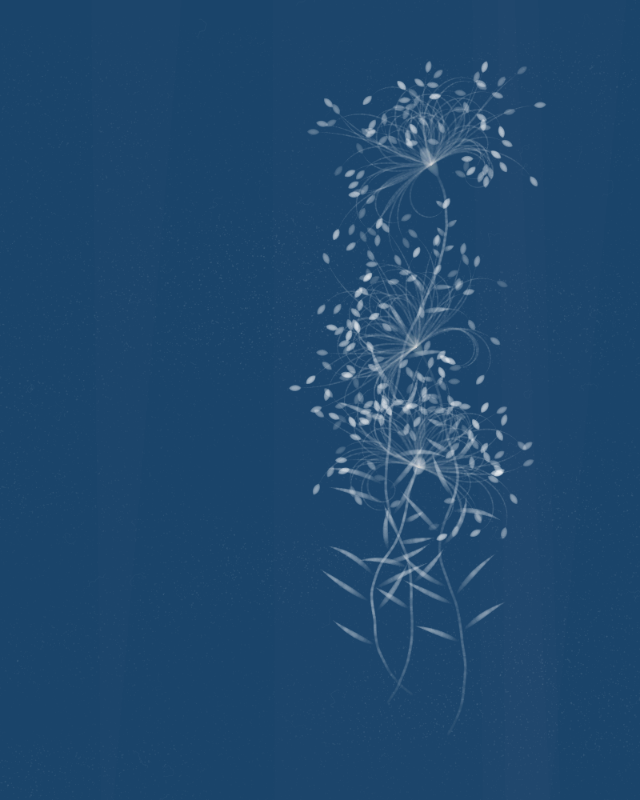 Cyanotypes #33