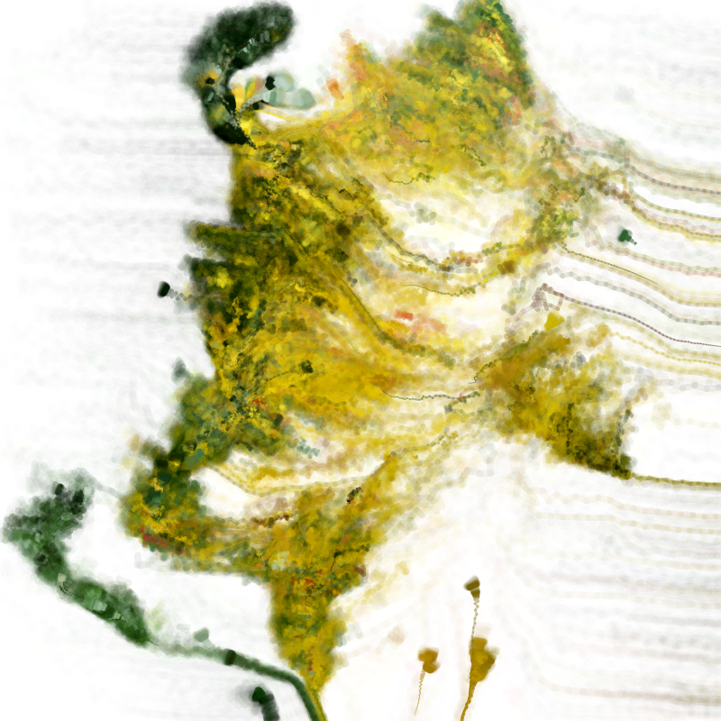 Hypericum #152