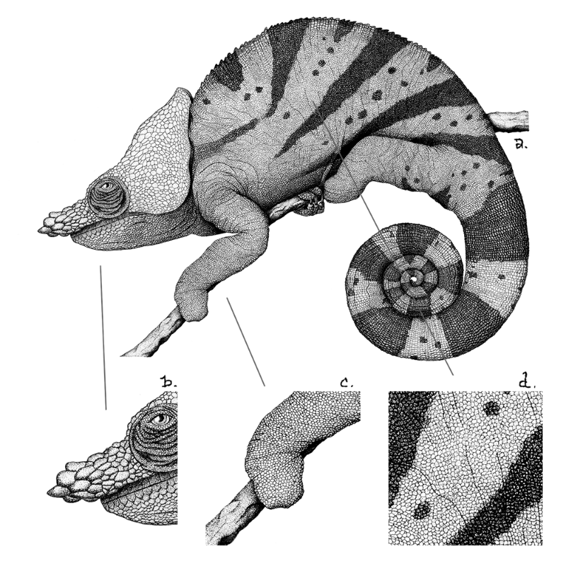 Chameleon - plante 1 #9