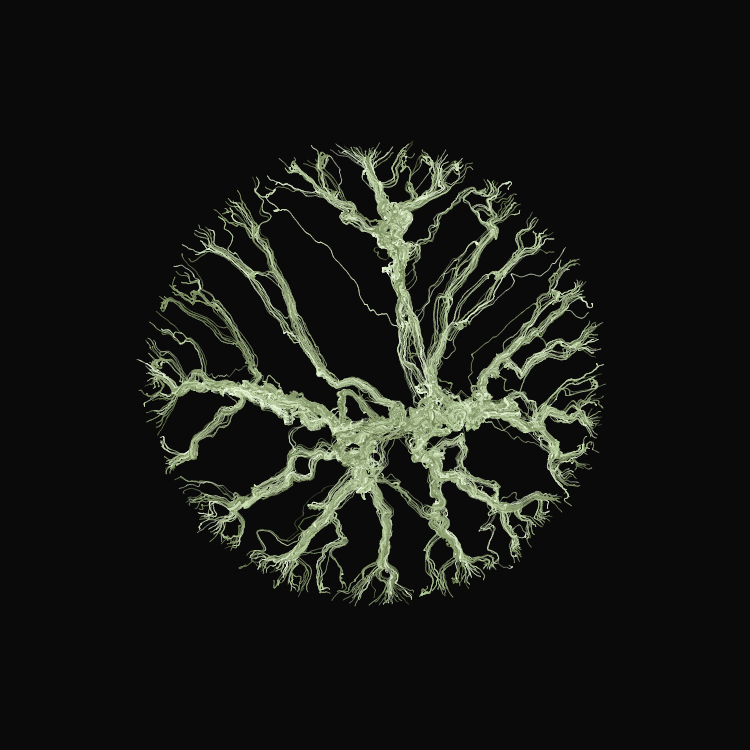 Ginseng #82