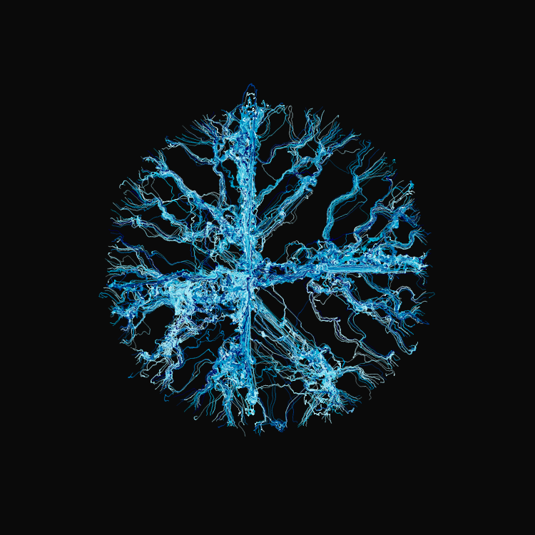 Ginseng #31