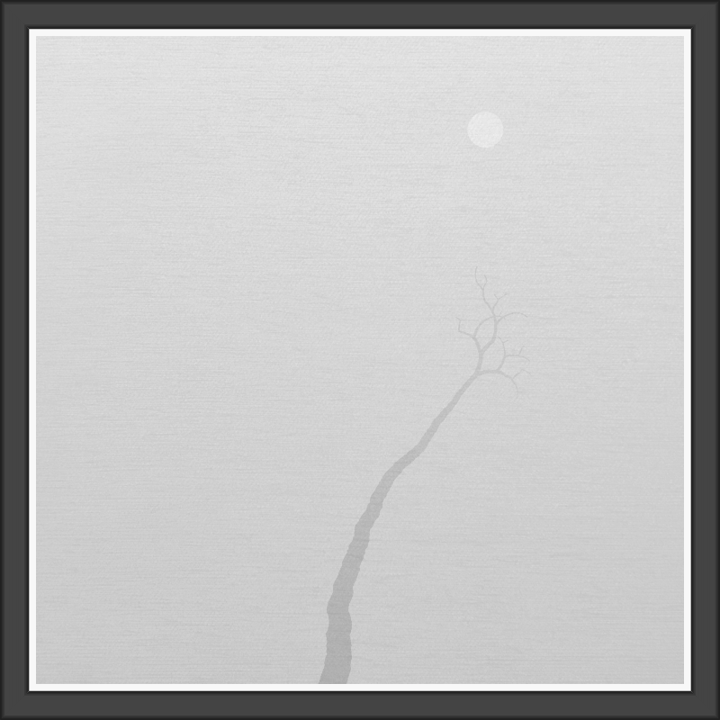 The Foggy Trees #122