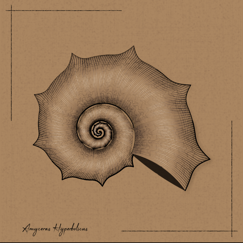 Ammonites #10