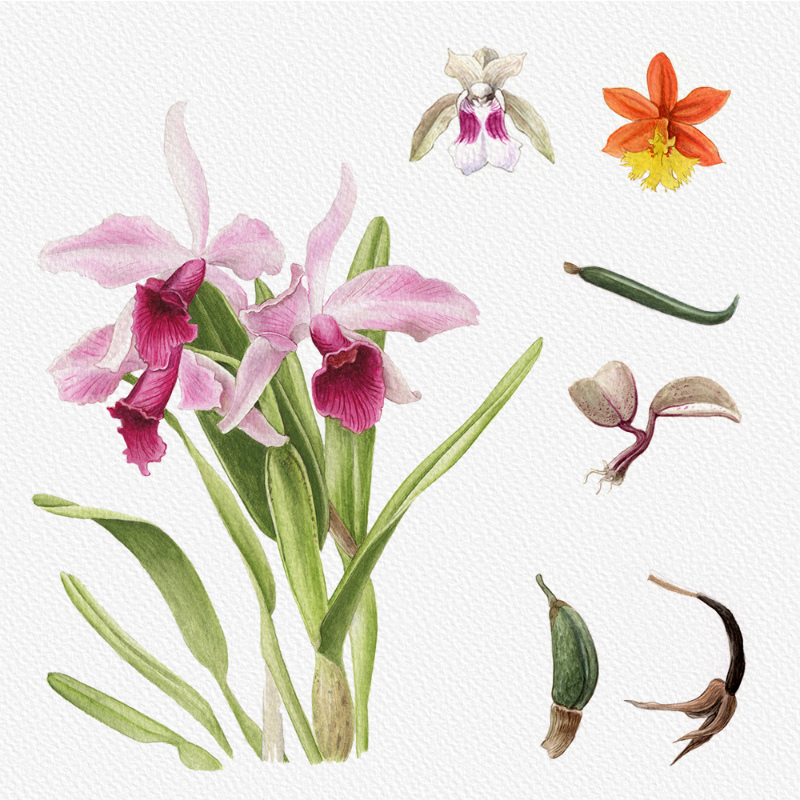 Botanical Illustration - Orchids 1 #41