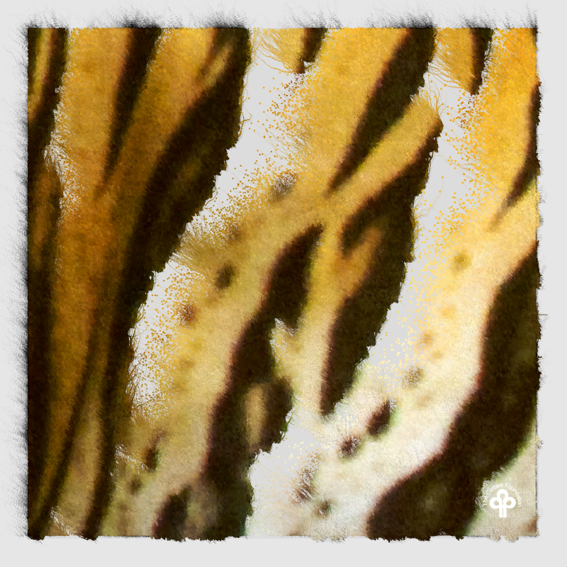 (re)generative tigers