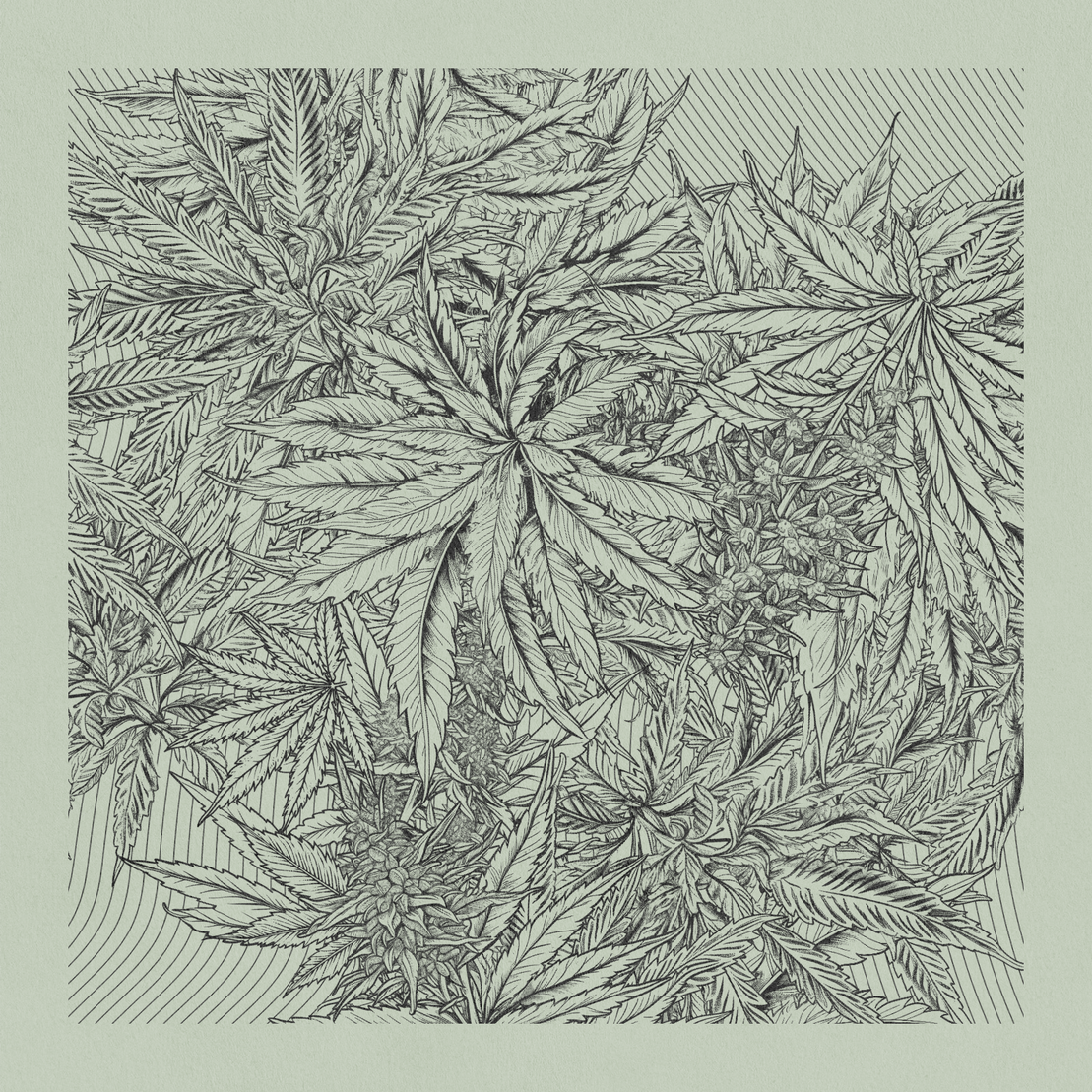 zancannabis #207