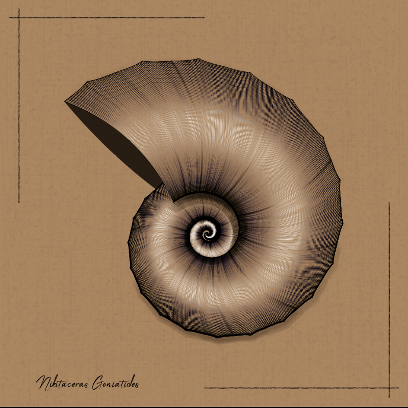 Ammonites #97