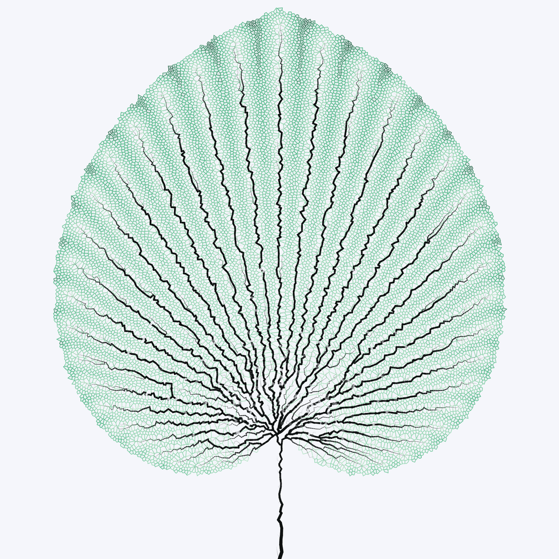 Leaf study #36