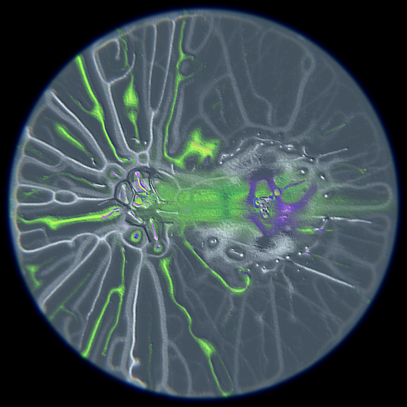 Ethereal Microcosm #184