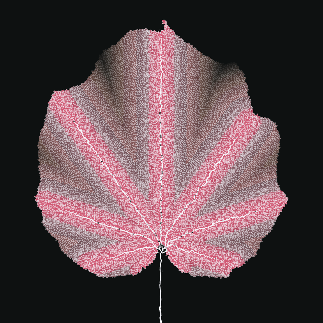 Leaf study #12